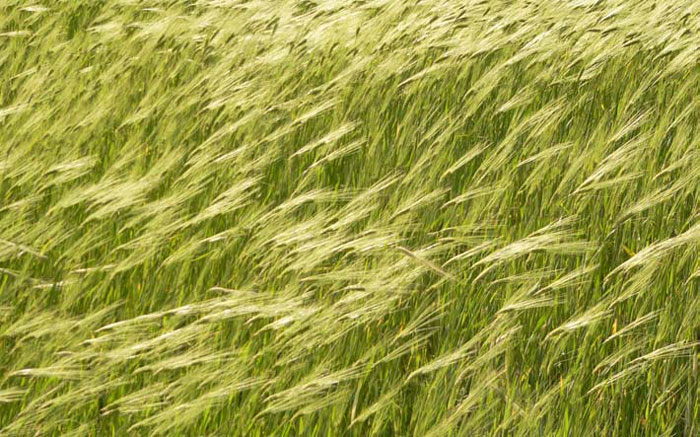 Annapurna Circuit Trekking