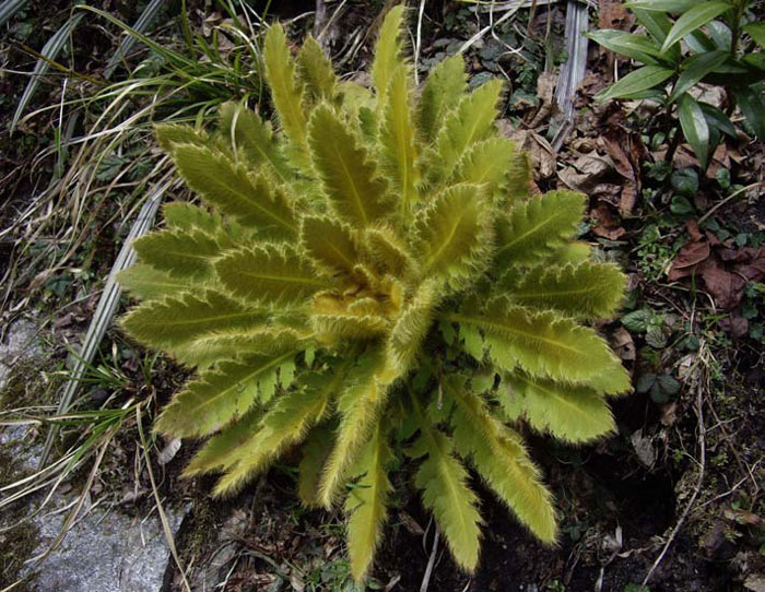 Wonderful new plants to discover – this one is incredibly soft to touch