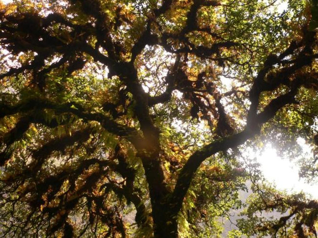 TREK REPORT LANGTANG 2011