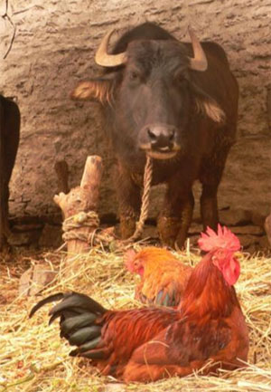 TREK REPORT - MUKTINATH