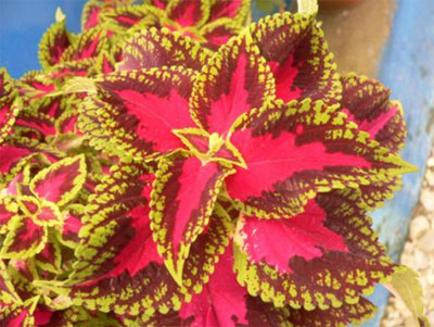 TREK REPORT - MUKTINATH