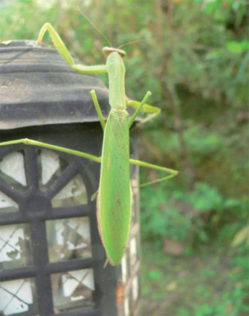 Curious  Praying Mantis